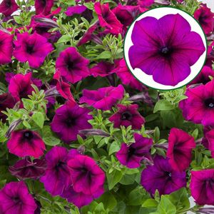 Bild von Petunia P12 FF Burgundy